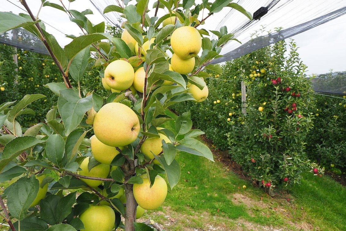 Hiking route Apple hiking trail from Puch to Weiz - Touren-Impression #1 | © Oststeiermark Tourismus