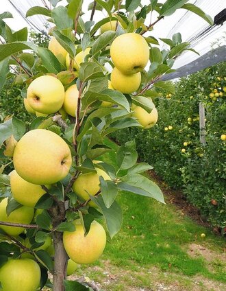 Frisch & Saftig | Ewald Neffe | © Oststeiermark Tourismus