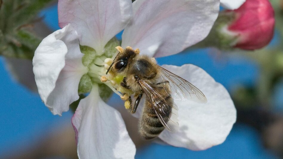 Theme path Adventure trail- honey bee, Anger near Weiz - Touren-Impression #2.1 | © Tourismusverband Oststeiermark
