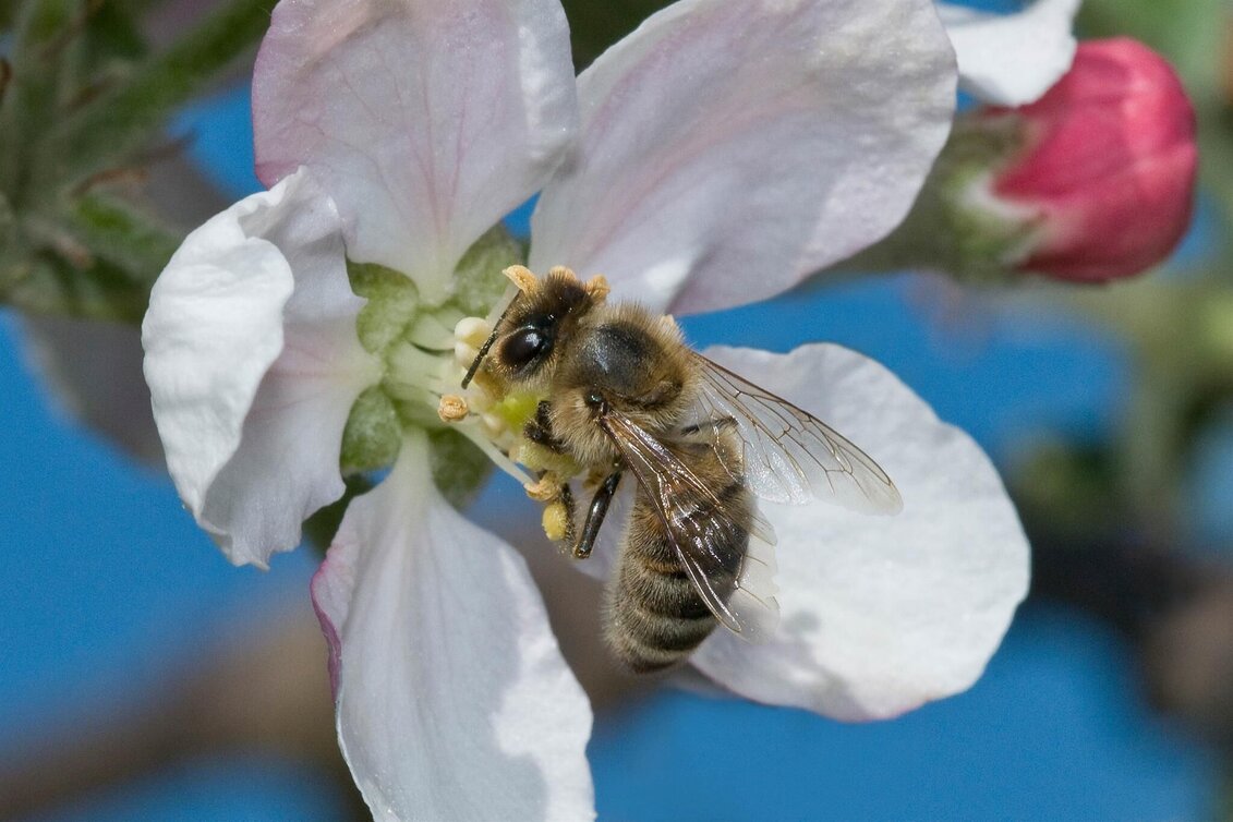 Theme path Adventure trail- honey bee, Anger near Weiz - Touren-Impression #1 | © Tourismusverband Oststeiermark