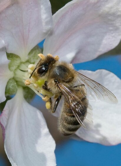Erlebnisweg Honigbiene_Biene_Oststeiermark | © Tourismusverband Oststeiermark | Ewald Neffe | © Tourismusverband Oststeiermark