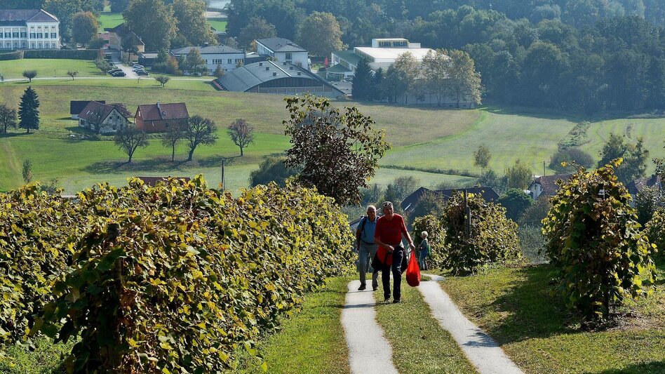 Hiking route Large Buschenschank round, Stubenberg - Touren-Impression #2.1 | © Oststeiermark Tourismus