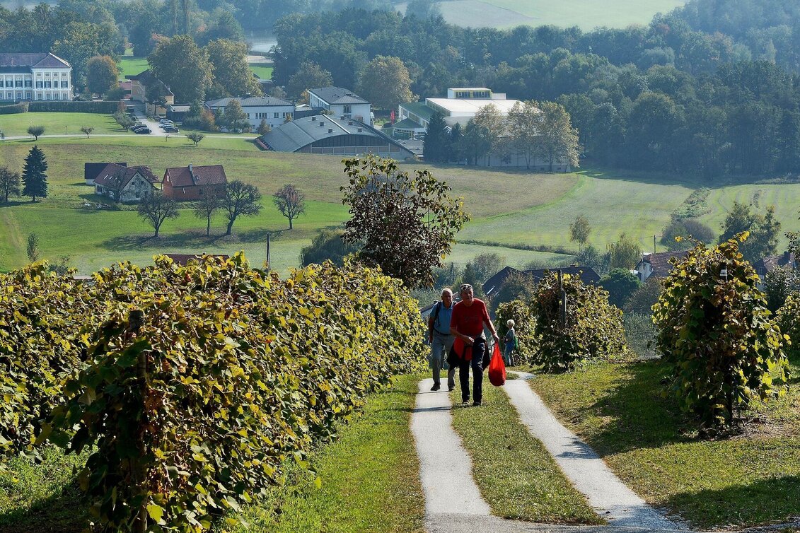 Hiking route Large Buschenschank round, Stubenberg - Touren-Impression #1 | © Oststeiermark Tourismus