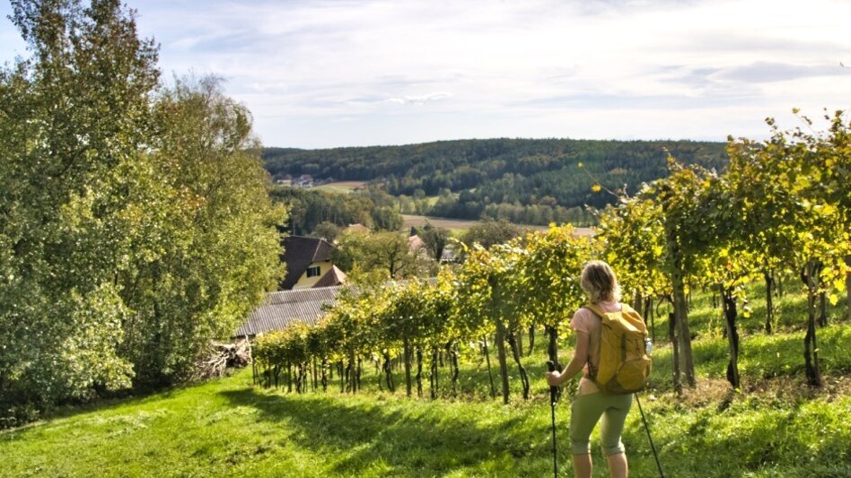 Hiking route Large Buschenschank round, Stubenberg - Touren-Impression #2.7