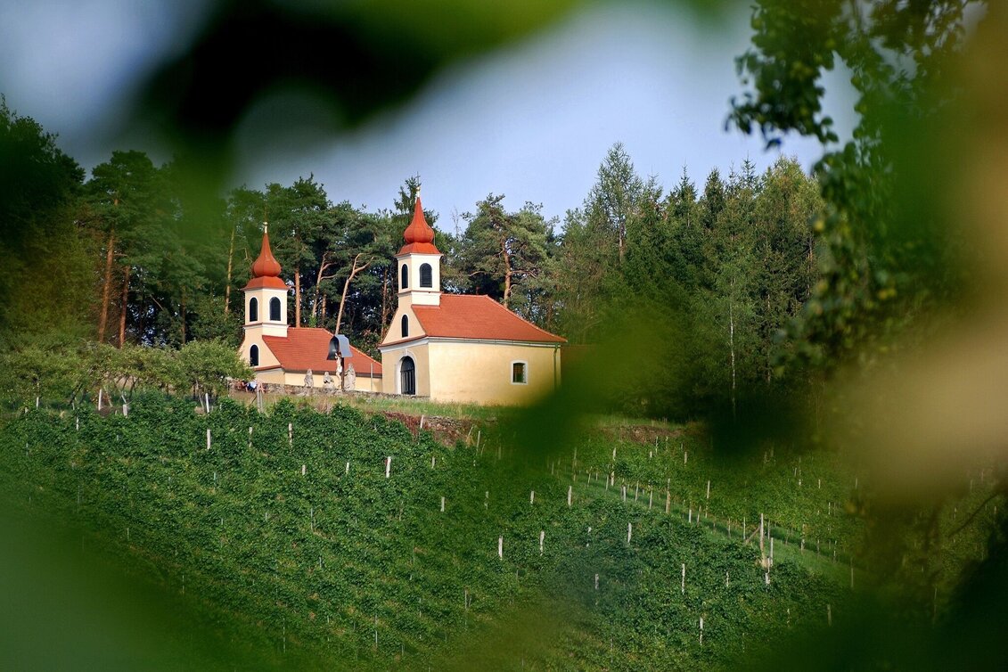 Panorama Trail Experience wine trail Hoferberg, Feistritz Valley - Touren-Impression #1 | © Oststeiermark Tourismus