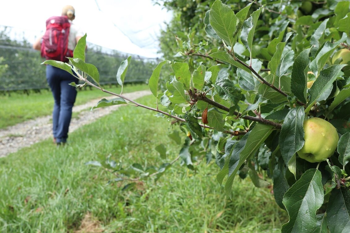 Hiking route Ilzbergrunde, Puch bei Weiz - Touren-Impression #1 | © Oststeiermark Tourismus