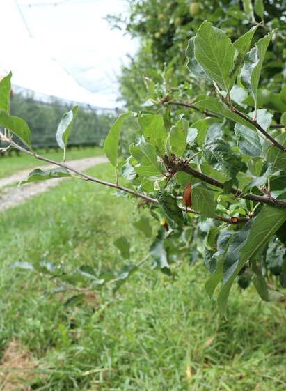 Zwischen den Obstanlagen- Äpfel soweit das Auge reicht | © Oststeiermark Tourismus | ©WEGES | © Oststeiermark Tourismus