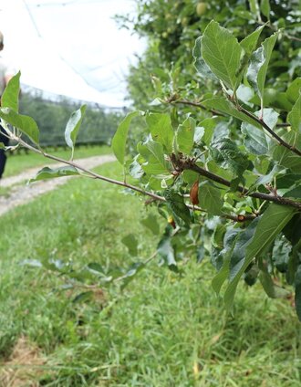 Zwischen den Obstanlagen- Äpfel soweit das Auge reicht | ©WEGES | © Oststeiermark Tourismus