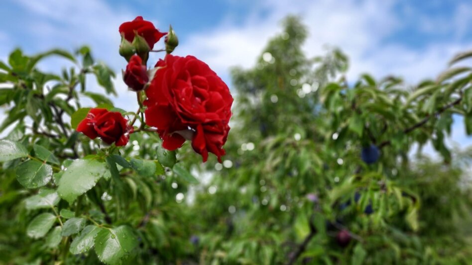 Hiking route Ilzbergrunde, Puch bei Weiz - Touren-Impression #2.4 | © Oststeiermark Tourismus