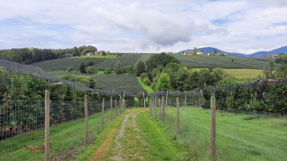 Hiking route Ilzbergrunde, Puch bei Weiz - Touren-Impression #2.6 | © Oststeiermark Tourismus