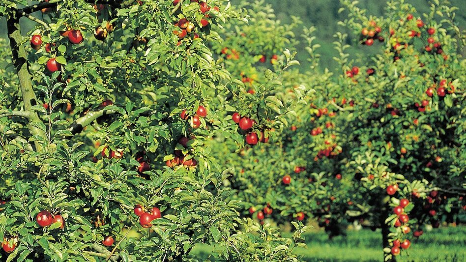 Hiking route Elzer Roas, Puch near Weiz - Touren-Impression #2.5 | © Oststeiermark Tourismus