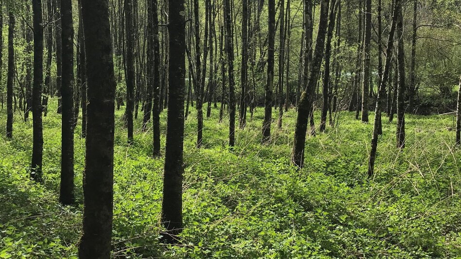 Hiking route Small Raabklamm, Mortantsch - Touren-Impression #2.10 | © Oststeiermark Tourismus