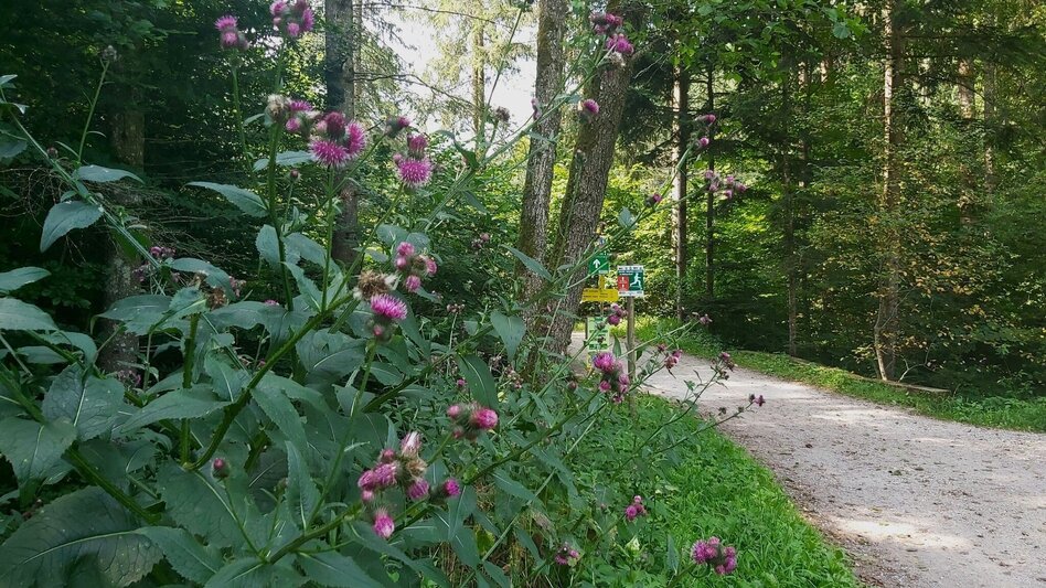 Hiking route Nature Adventure Trail, Weiz - Touren-Impression #2.11 | © Oststeiermark Tourismus