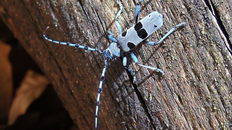 Hiking route Nature Adventure Trail, Weiz - Touren-Impression #2.5 | © Oststeiermark Tourismus