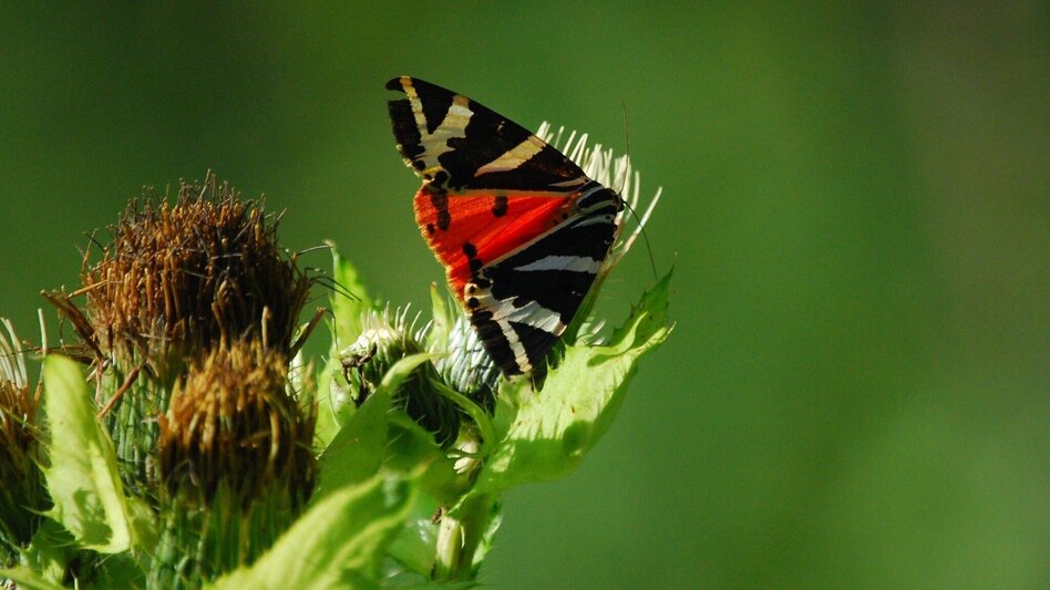 Hiking route Nature Adventure Trail, Weiz - Touren-Impression #2.1 | © Oststeiermark Tourismus