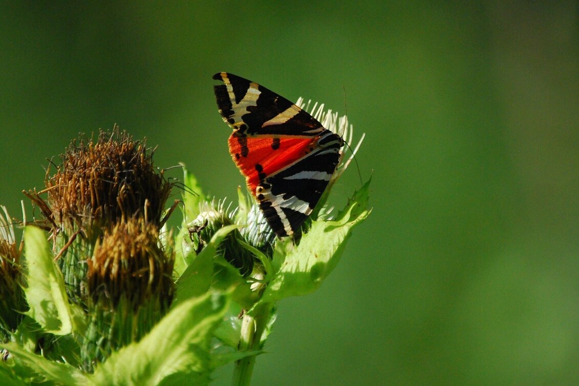 Hiking route Nature Adventure Trail, Weiz - Touren-Impression #1 | © Oststeiermark Tourismus