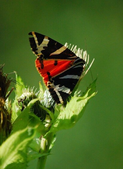 Russischer Bär | © Oststeiermark Tourismus | xSimon Sackl | © Oststeiermark Tourismus