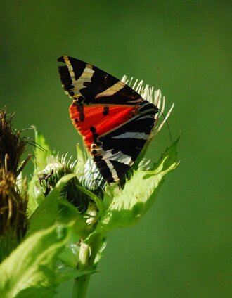 Russischer Bär | xSimon Sackl | © Oststeiermark Tourismus
