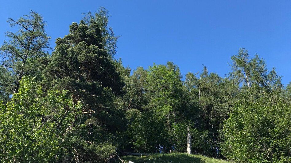 Wanderung Gösser und Lärchsattel - Touren-Impression #2.4 | © Oststeiermark Tourismus