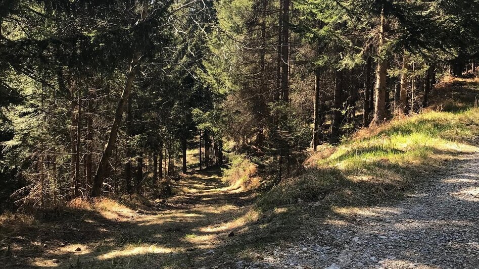 Wanderung Gösser und Lärchsattel - Touren-Impression #2.7 | © Oststeiermark Tourismus