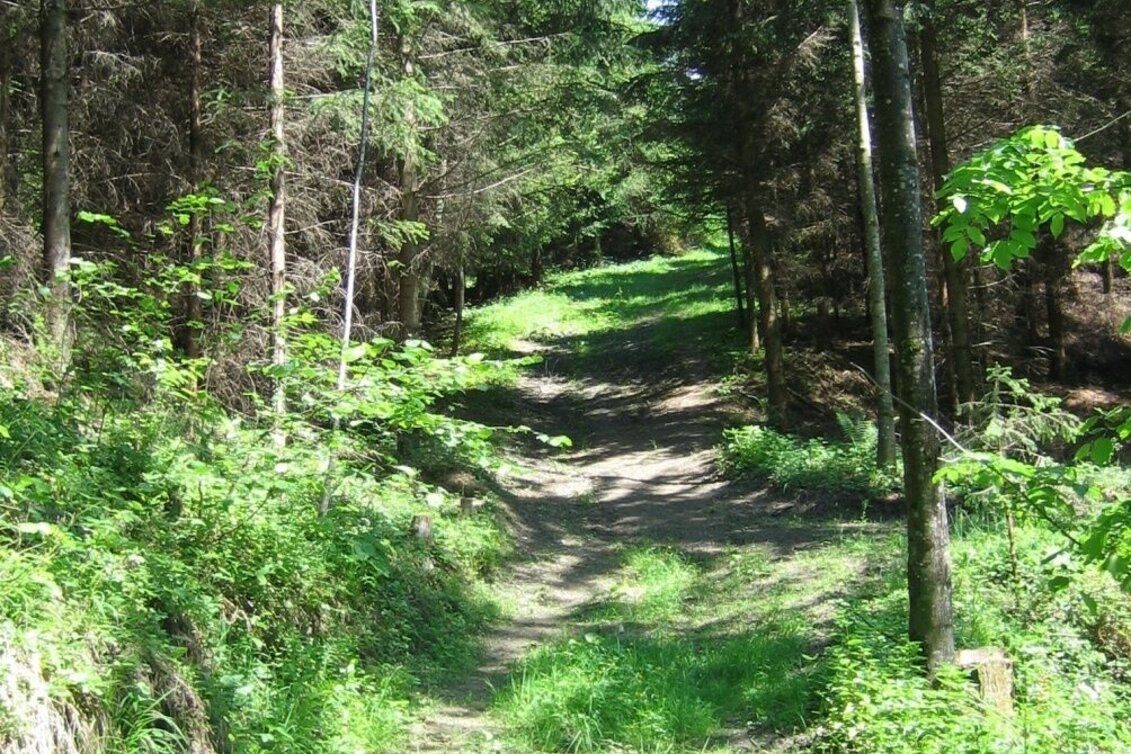 Wanderung Mariazellerweg zur Brandlucken - Touren-Impression #1 | © Oststeiermark Tourismus