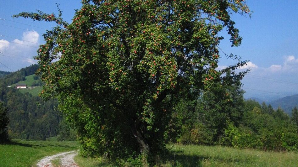 Hiking route From Weiz to Anger - Touren-Impression #2.1 | © Oststeiermark Tourismus