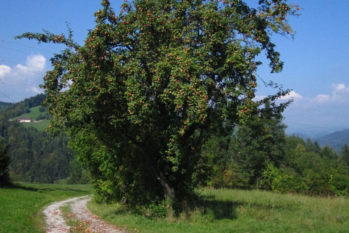Hiking route From Weiz to Anger - Touren-Impression #1 | © Oststeiermark Tourismus