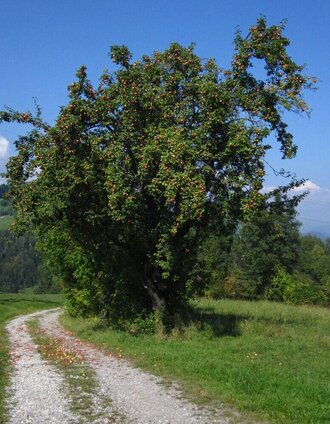 Apple tree, Community Anger, Eastern Styria | © Oststeiermark Tourismus