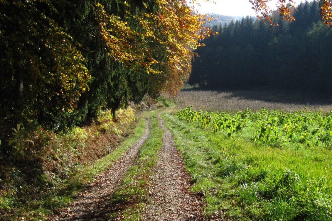 Jogging St. Ruprecht - Fitnesslaufstrecke - Touren-Impression #1 | © Oststeiermark Tourismus