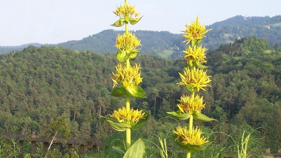 Hiking route Schilcher-Museums-Tour - Touren-Impression #2.3 | © TV Südliche Weststeiermark