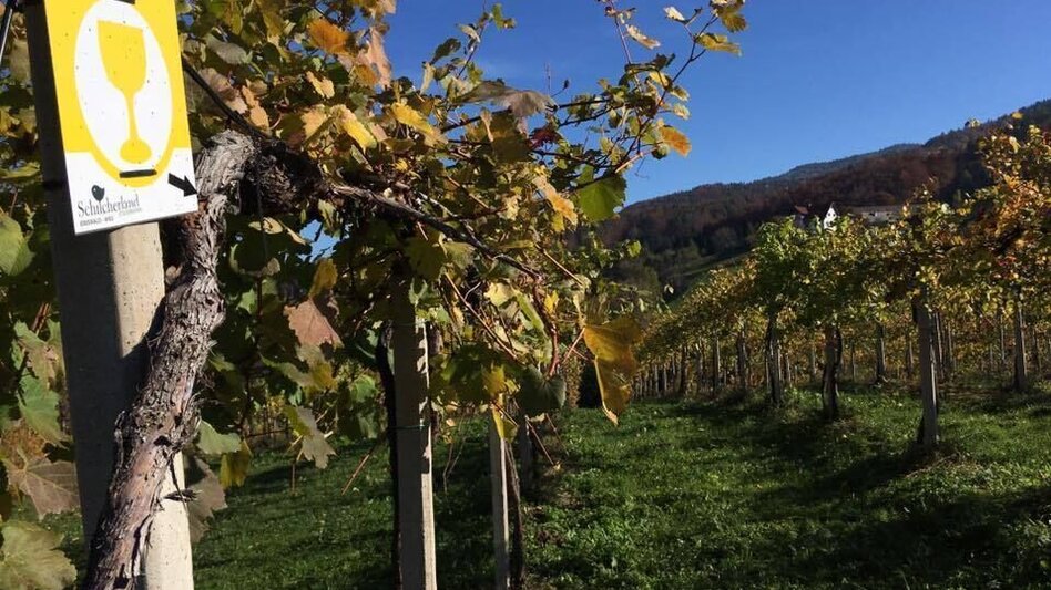 Hiking route Schilcher-Museums-Tour - Touren-Impression #2.4 | © Südsteiermark