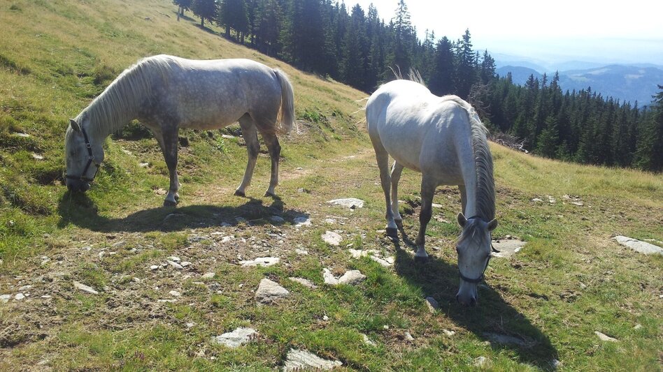 Wanderung Vom Kapitel auf den Gleinalm-Speik - Touren-Impression #2.1 | © Region Graz