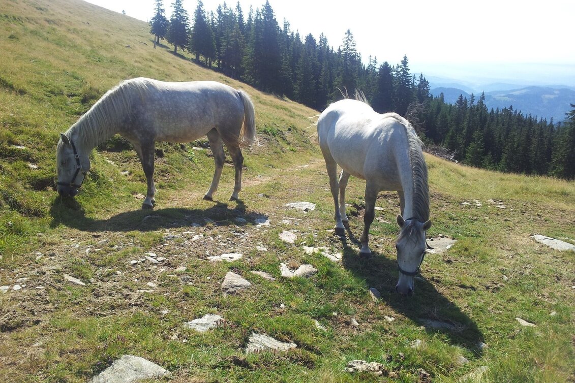 Wanderung Vom Kapitel auf den Gleinalm-Speik - Touren-Impression #1 | © Region Graz