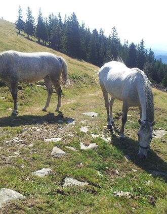 Lipizzaner Jungstuten auf der Brendl | Herwig Fekta | © Region Graz