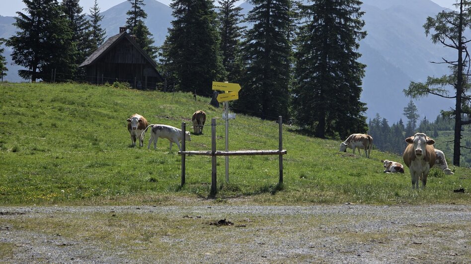 Hiking route Hasensattel - Heavenly place 5 - Touren-Impression #2.6 | © Marlene Zandl