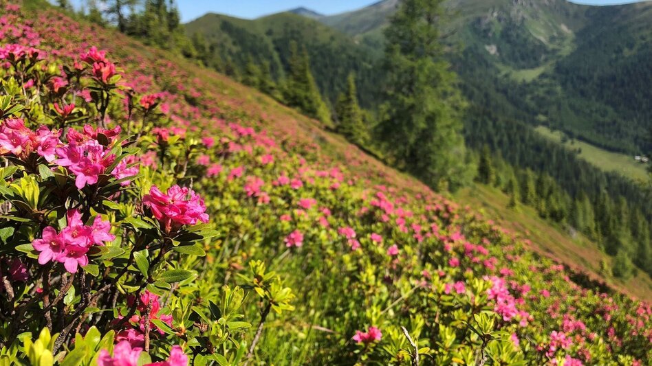 Wanderung Rosenkogel-Runde  vom Sommertörl - Touren-Impression #2.3 | © Erlebnisregion Murtal