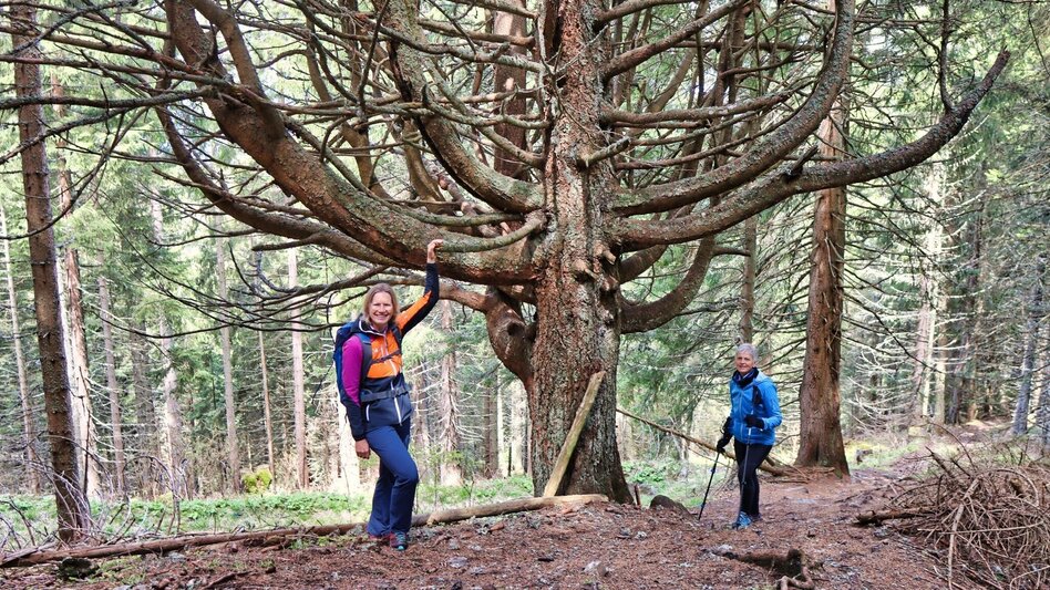 Hiking route Steinplan via Papst Pirschtling - Touren-Impression #2.9 | © Weges OG