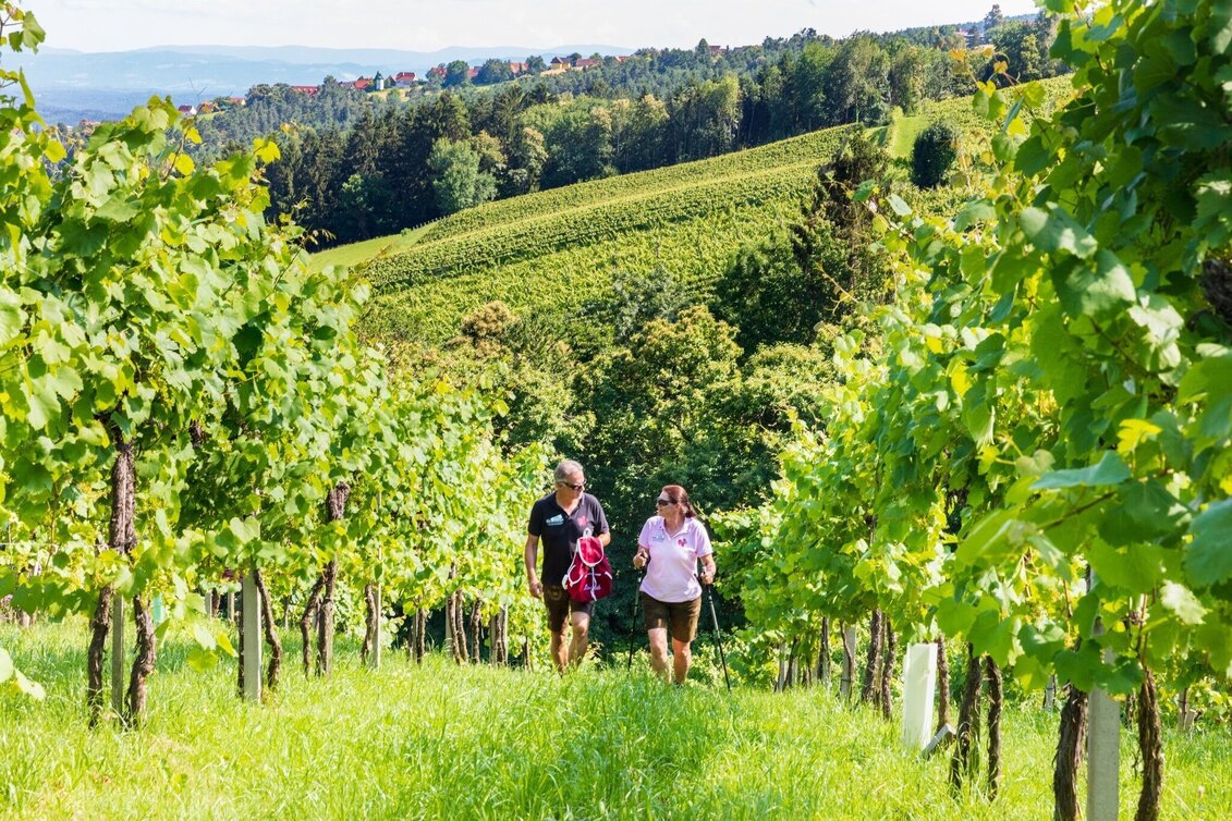 Hiking route Genuss-Schilchern DA - Touren-Impression #1 | © TVB Südsteiermark/Foto Augenblick