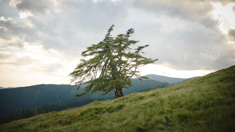 Hiking route Hochalm - Maria Schnee from "Kühberger" - Touren-Impression #2.4 | © Erlebnisregion Murtal
