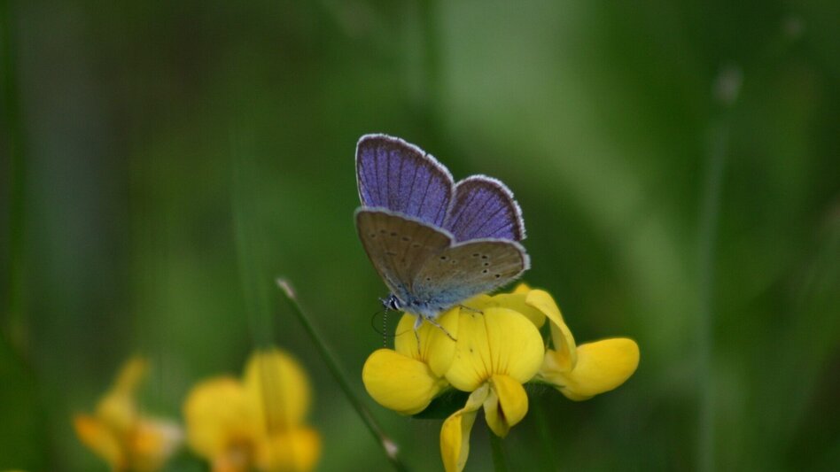 Hiking route Hölleralm - Heavenly place 6 - Touren-Impression #2.6 | © Erlebnisregion Murtal