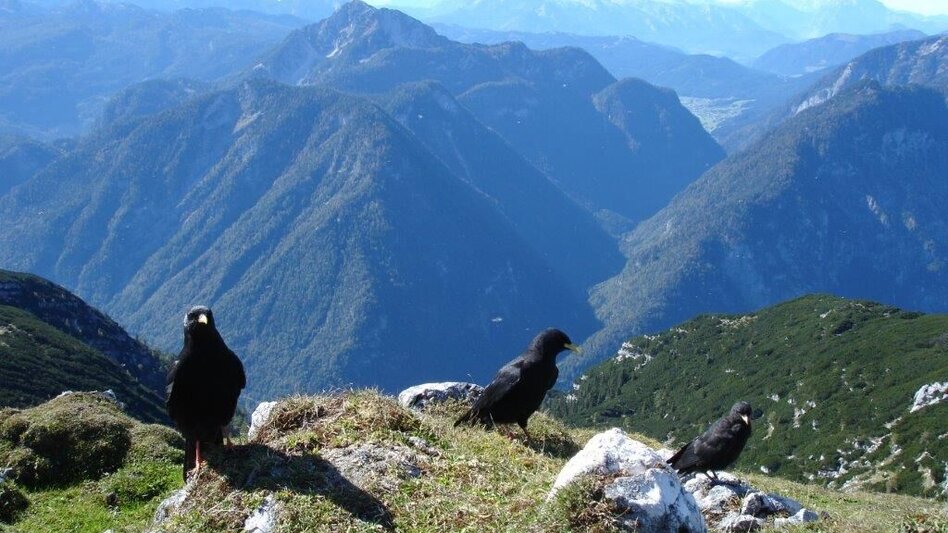 Mountain Hike Der Hohe Sarstein - Touren-Impression #2.6 | © Mediasoft