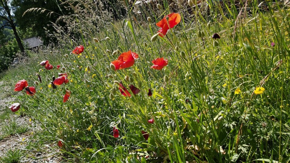 Bike Riding country party - cycling tour, Fladnitz an der Teichalm - Touren-Impression #2.10 | © Oststeiermark Tourismus