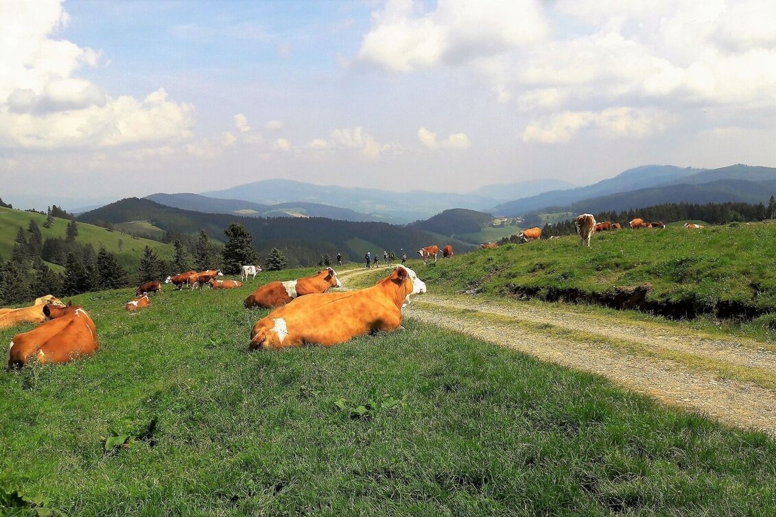Radfahren Ochsentour, Teichalm - Sommeralm - Touren-Impression #1 | © Oststeiermark Tourismus