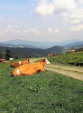 Rinderherde, Sommeralm im Naturpark Almenland, Oststeiermark | © Oststeiermark Tourismus | Christine Pollhammer | © Oststeiermark Tourismus