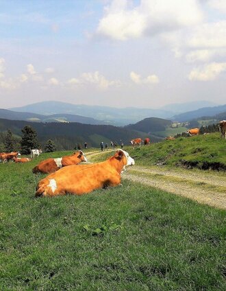Rinderherde, Sommeralm im Naturpark Almenland, Oststeiermark | Christine Pollhammer | © Oststeiermark Tourismus