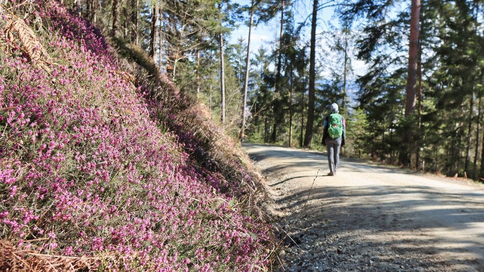 Hiking route Tremmelberg "Tower in the Mountains" above Vorder-Tremmel - Touren-Impression #2.4 | © Weges OG