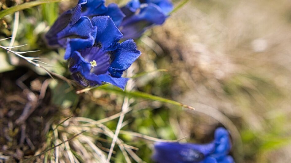Bergtour Hämmerkogel - Touren-Impression #2.4 | © Weges OG