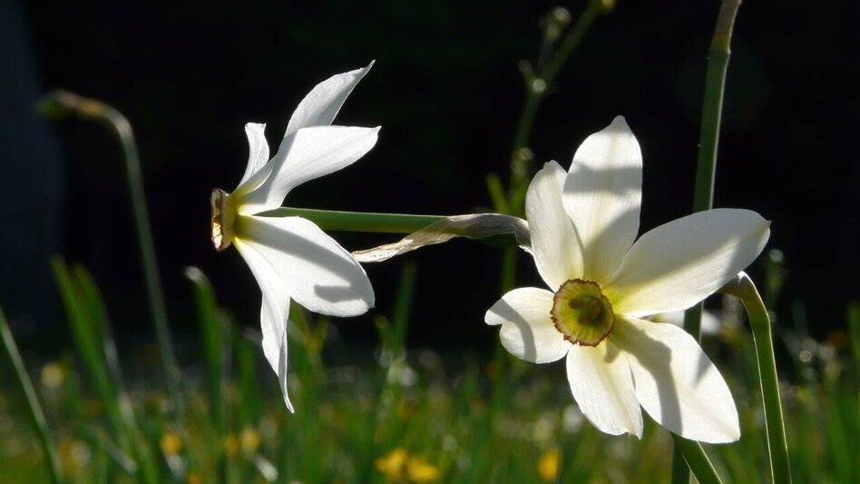 Hiking route Hike to the Blaa Alm - Touren-Impression #2.3 | © Ausseerland