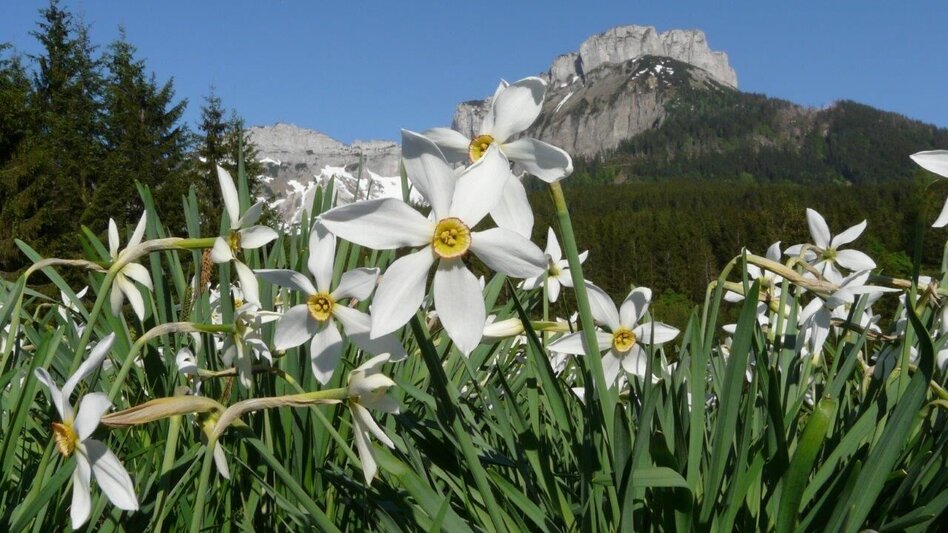 Hiking route Hike to the Blaa Alm - Touren-Impression #2.4 | © Ausseerland