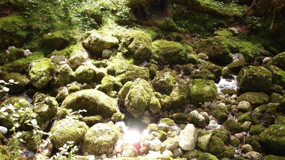 Hiking route nature experience lake Ödensee - Touren-Impression #2.4 | © Ausseerland